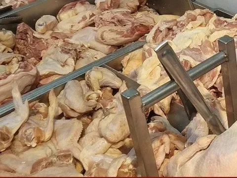 Có hay không gà thải loại nhập khẩu vào Việt Nam?
