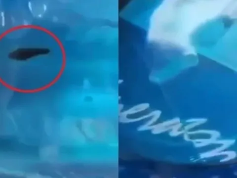 Vụ đỉa trong bình nước ở trường mầm non: Công ty bị phạt 38 triệu đồng