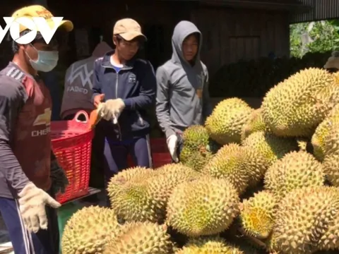 Thị trường Trung Quốc gặp khó, sầu riêng Việt chuyển hướng sang Ấn Độ