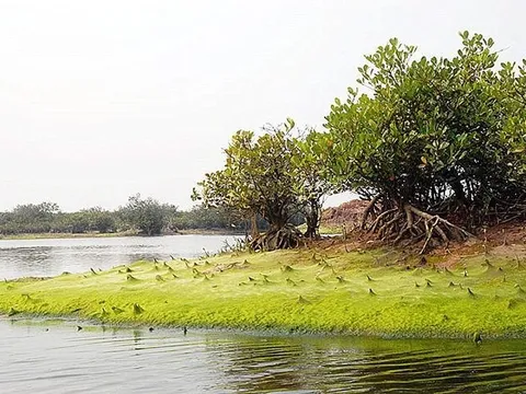 Tạm dừng tham quan Vườn quốc gia Xuân Thủy sau vụ học sinh tử vong