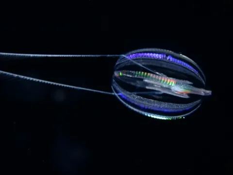 Loài động vật đa bào đầu tiên tồn tại trên Trái Đất trông như thế nào?