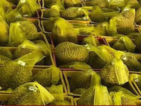 Thêm 47 mã số vùng trồng sầu riêng đủ tiêu chuẩn xuất khẩu sang Trung Quốc
