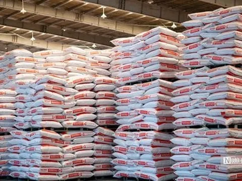 Sao Mai Super Feed: Chuỗi liên kết chặt chẽ đến tận hộ nuôi cá tra