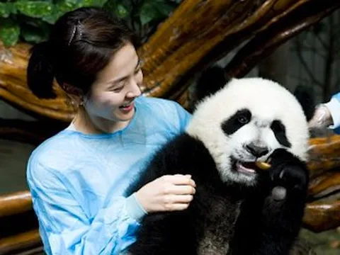 Hình ảnh Song Hye Kyo để mặt mộc chăm sóc gấu trúc được chia sẻ lại