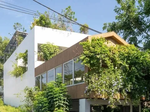 Nhà phố thiết kế mở ngập tràn cây xanh