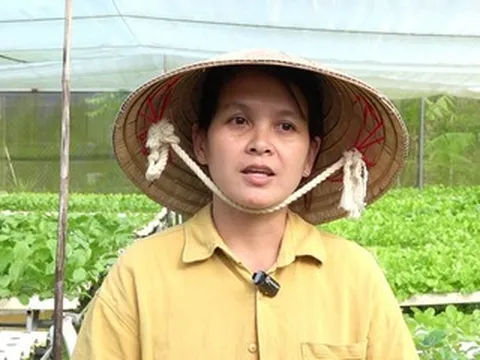 Người phụ nữ Cần Thơ bỏ nghề y, đầu tư 1 tỷ đồng làm vườn rau xanh 2.000m2
