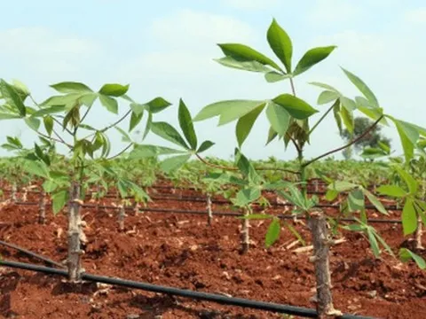 Giá giảm 1/3, Trung Quốc tăng mạnh ‘bắt đáy’ một mặt hàng từ Việt Nam: Xuất khẩu gần cán mốc 1 tỷ USD, nước ta cùng Thái Lan cạnh tranh ngôi vương của thế giới