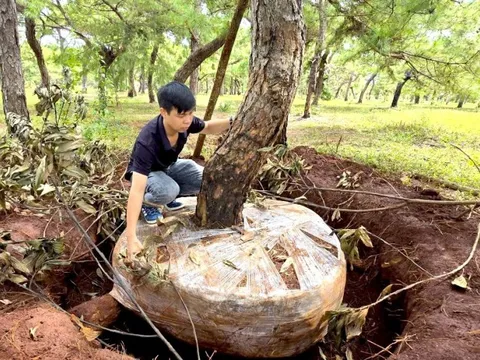 Tập đoàn FLC cần có giải pháp bảo vệ rừng thông bonsai thường xuyên bị mất trộm
