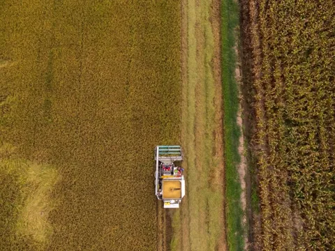 Lúa Việt "giống xịn, lãi cao" làm mưa làm gió, dân Thái Lan ồ ạt trồng: Báo động gạo Thái "tuyệt chủng"?