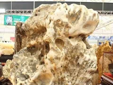 Khách tò mò ngắm san hô, gỗ hóa thạch trăm triệu tuổi, giá tiền tỷ