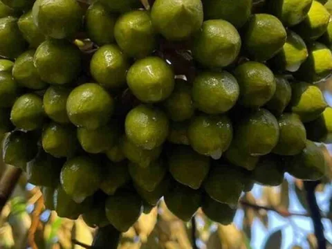 Chỉ trong 1 tháng, Trung Quốc chi gần 1 tỷ USD để mua một sản vật từ Việt Nam