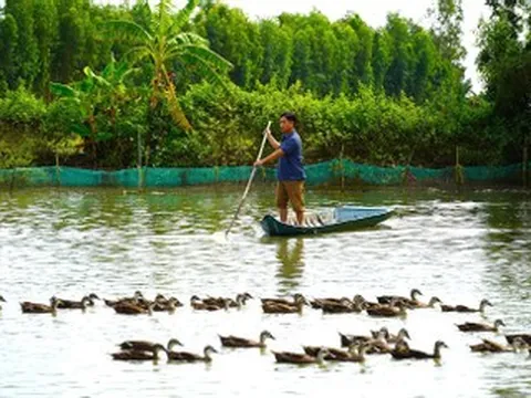 Bí mật trang trại 4.000m2 giúp lão nông Cần Thơ kiếm trăm triệu đồng mỗi năm