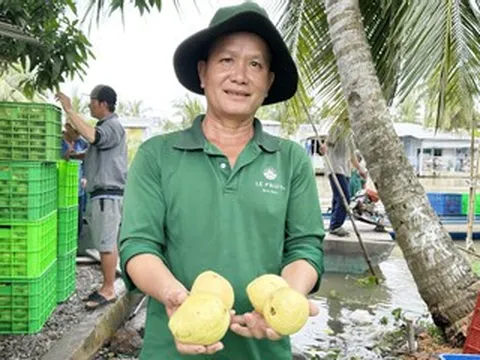 Bị chê ‘dại’ khi bỏ lúa trồng ổi hồng, lão nông Cần Thơ nay thu 400 triệu mỗi năm
