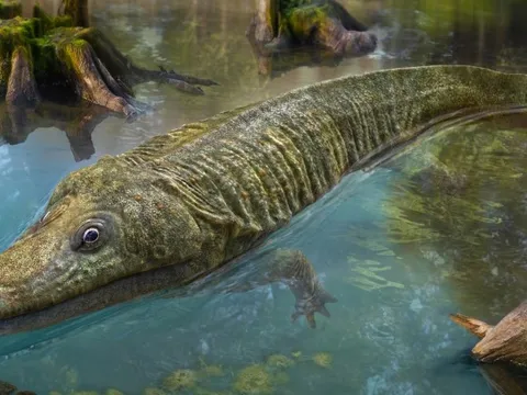 Loài lưỡng cư tiền sử nửa cá nửa ếch từng là 'quái vật đầm lầy'