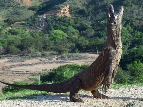Những phát hiện bất ngờ về rồng Komodo