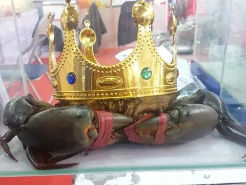 Người nuôi cua ở Cà Mau nói về việc săn lùng "vua cua" nặng trên 1,4 kg