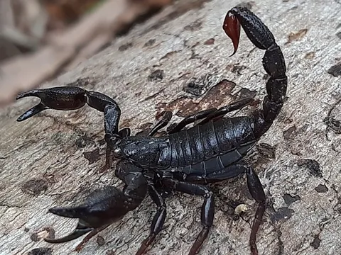 Thuốc ung thư đột phá từ nọc độc bọ cạp?