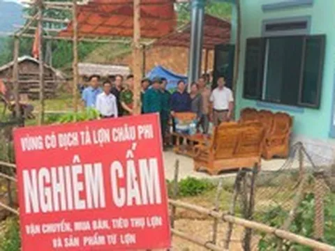 Xuất hiện tình trạng bán tháo lợn bệnh khi dịch tả lợn châu Phi lan rộng