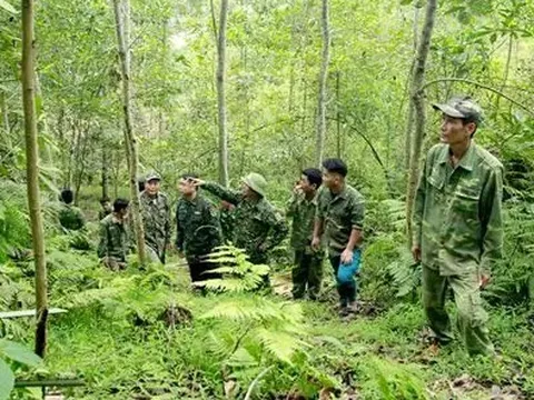 Mã số vùng trồng - nền tảng cho lâm nghiệp hiện đại và minh bạch