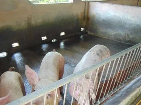 Giá heo hơi hôm nay giảm sâu