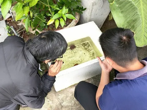 Đà Nẵng: Ca sốt xuất huyết tăng 37% chỉ trong một tuần