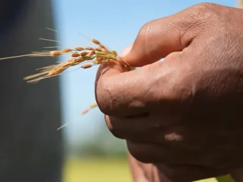 Giống lúa Việt Nam “gây bão” ở Cuba: Người dân nước bạn nói gì?