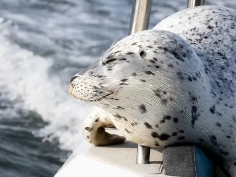 Khoảnh khắc đàn cá voi sát thủ hung tợn săn mồi