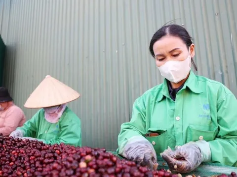 Miễn thuế đối ứng, nhiều nông sản Việt có cơ hội tăng xuất khẩu sang Mỹ