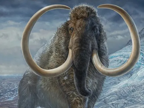 Chuyện gì xảy ra với voi ma mút trước khi tuyệt chủng?