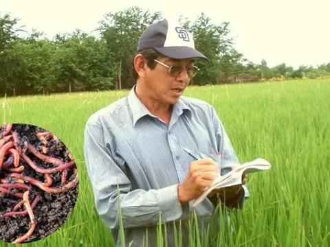 "Cha đẻ" lúa ST25 sửng sốt trước "sinh vật lạ" xuất hiện giữa ruộng, gọi đây là kỳ tích thiên nhiên