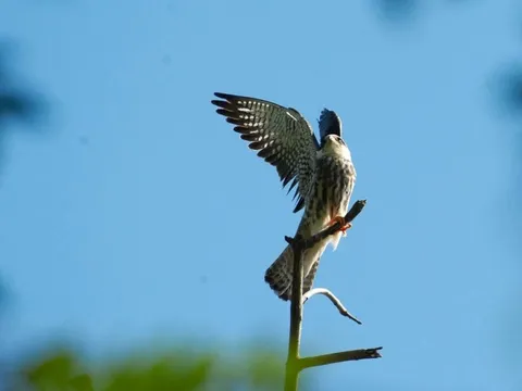 Loài chim di cư hiếm thấy vừa ‘ghé thăm’ Việt Nam