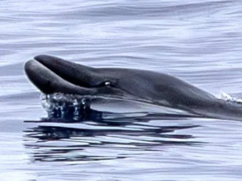 Loài cá voi quý hiếm chưa bao giờ được nhìn thấy còn sống