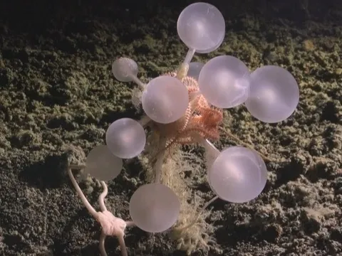 Phát hiện loài bọt biển mới, giun zombie dưới đáy đại dương