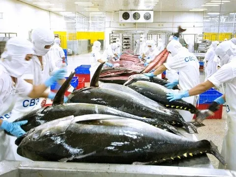 Ai Cập trở thành thị trường mới nổi của cá ngừ Việt Nam