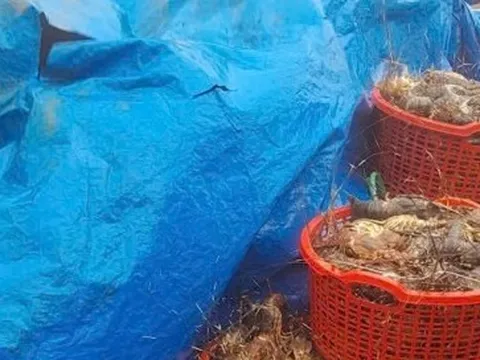 20 triệu con tôm hùm chết trong lũ, nghề nuôi tôm hùm ở Đắk Lắk 'gần như xoá sổ'