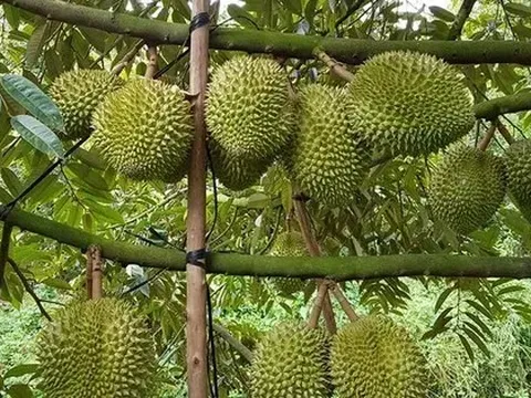 Sầu riêng tiếp tục là mặt hàng xuất khẩu chủ lực