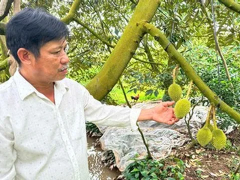 Đam mê ‘cây tỷ đô’, anh nông dân ở xứ cù lao thu hàng tỷ đồng mỗi năm