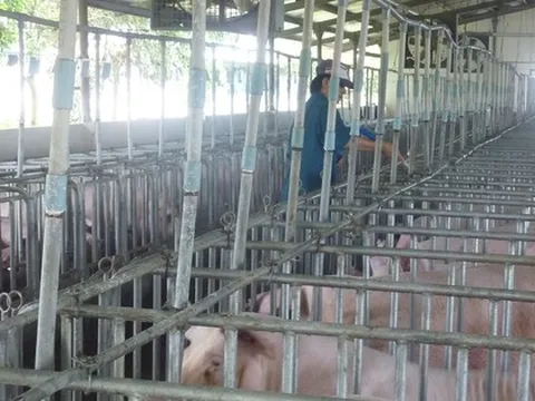 Giá heo hơi hôm nay, 26-11: Tiếp tục tăng ở nhiều vùng miền