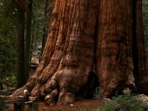 Hiện tượng cây 'xác sống' bành trướng diện rộng