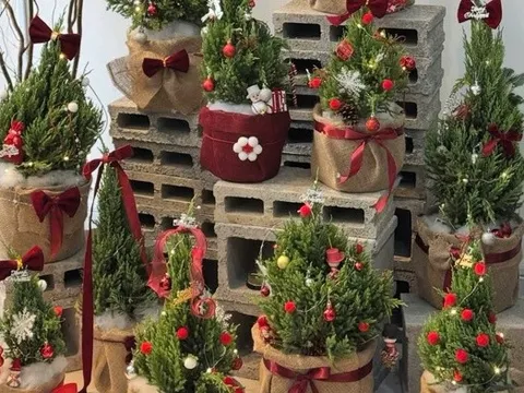Cây thông, tùng mini “cháy hàng” mùa Noel 2025