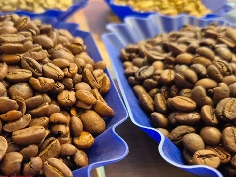 Giá cà phê hôm nay 20-12: Giảm phiên thứ 7, tiêu thụ cà phê tăng kỷ lục