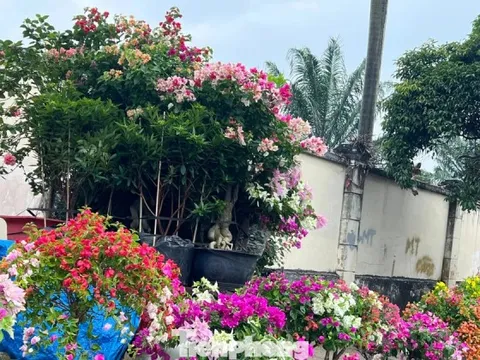 Hoa Tết về phố, 'bỏng tay' giá bưởi Diễn ở TPHCM