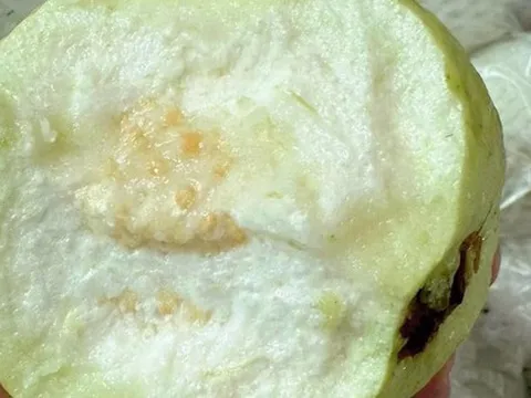 Thương lái tấp nập vào tận vườn thu mua loại quả giòn, ngọt đậm, người dân Hưng Yên kiếm bộn tiền