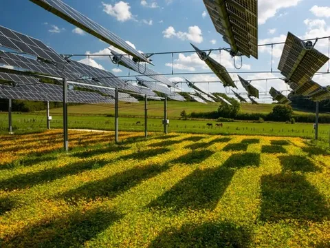 Tấm pin năng lượng mặt trời và lúa mì: Sự kết hợp “thay đổi cuộc chơi”