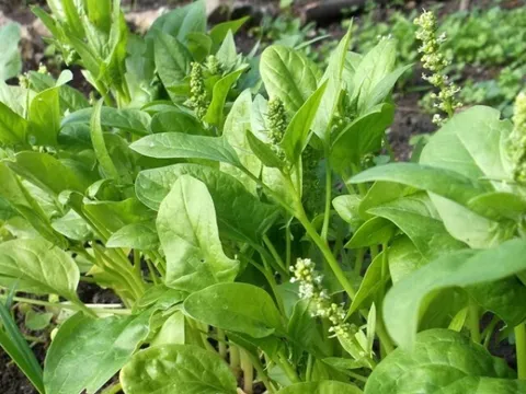 Loại rau mùa xuân mọc đầy bờ rào Việt Nam, tốt nhất thế giới, bổ hơn thịt, trẻ ăn nhiều sáng mắt