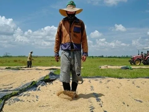 Giống lúa Việt Nam 'gây sốt' khi được trồng tại Cuba, nông dân thu hoạch xong phải ngỡ ngàng