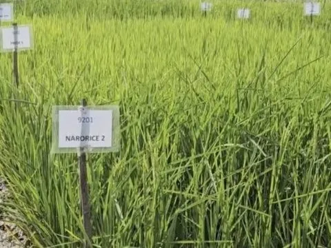 Phát minh chưa từng có của Ấn Độ làm rung chuyển ngành lương thực: Tạo ra giống lúa chỉnh sửa gen tăng 30% năng suất, sản lượng tăng thêm 4,5 triệu tấn lúa