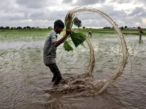 Không phải Philippines hay Ấn Độ, đây mới là ‘thủ phạm’ khiến gạo Việt Nam, Thái Lan đón tin buồn: Giá giảm 44% vì một động thái