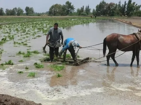 Mỹ áp thuế mới với Iran, gạo một quốc gia châu Á đón sóng gió, chính phủ lập tức trấn an ‘vẫn trong tầm kiểm soát’