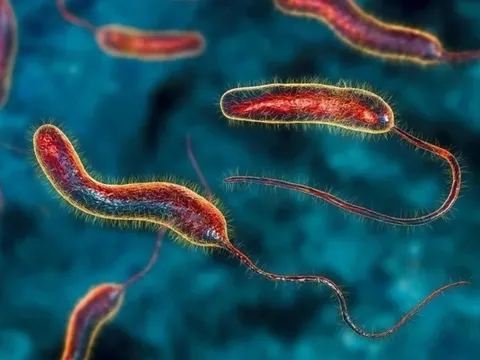 Phát hiện một chất tự nhiên có thể làm teo khối u ung thư